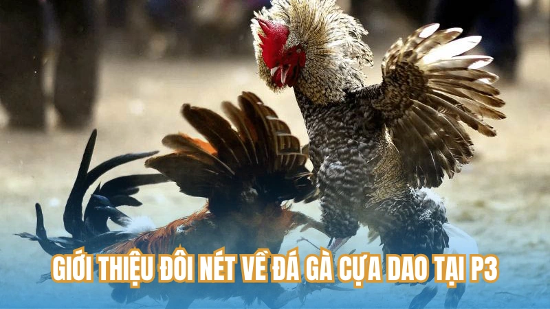 Giới thiệu đôi nét về đá gà cựa dao tại P3