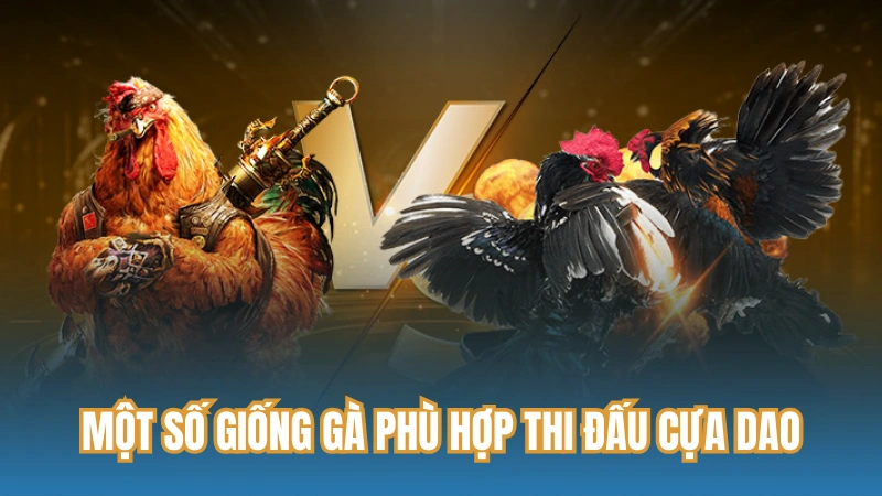 Một số giống gà phù hợp thi đấu cựa dao