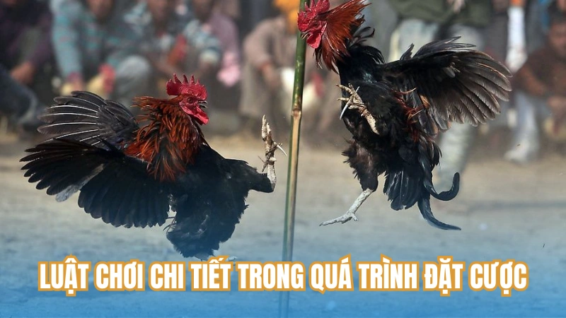 Luật chơi chi tiết trong quá trình đặt cược