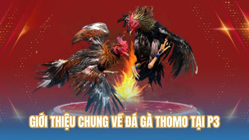 Giới thiệu chung về đá gà Thomo tại P3