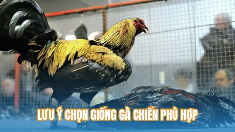 Lưu ý chọn giống gà chiến phù hợp