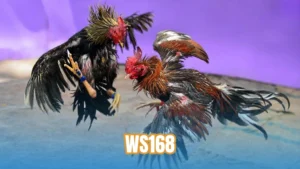 WS168